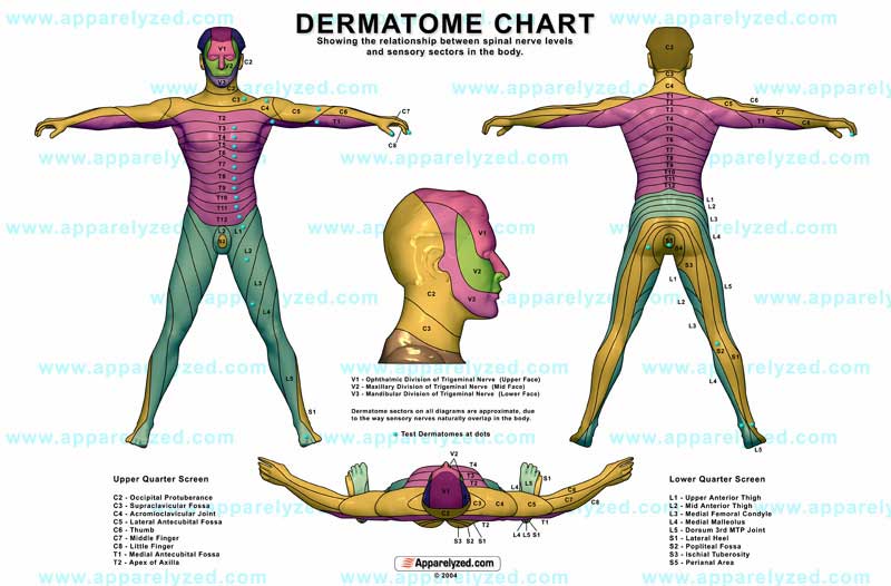 Cervical Spine Dermatome Chart